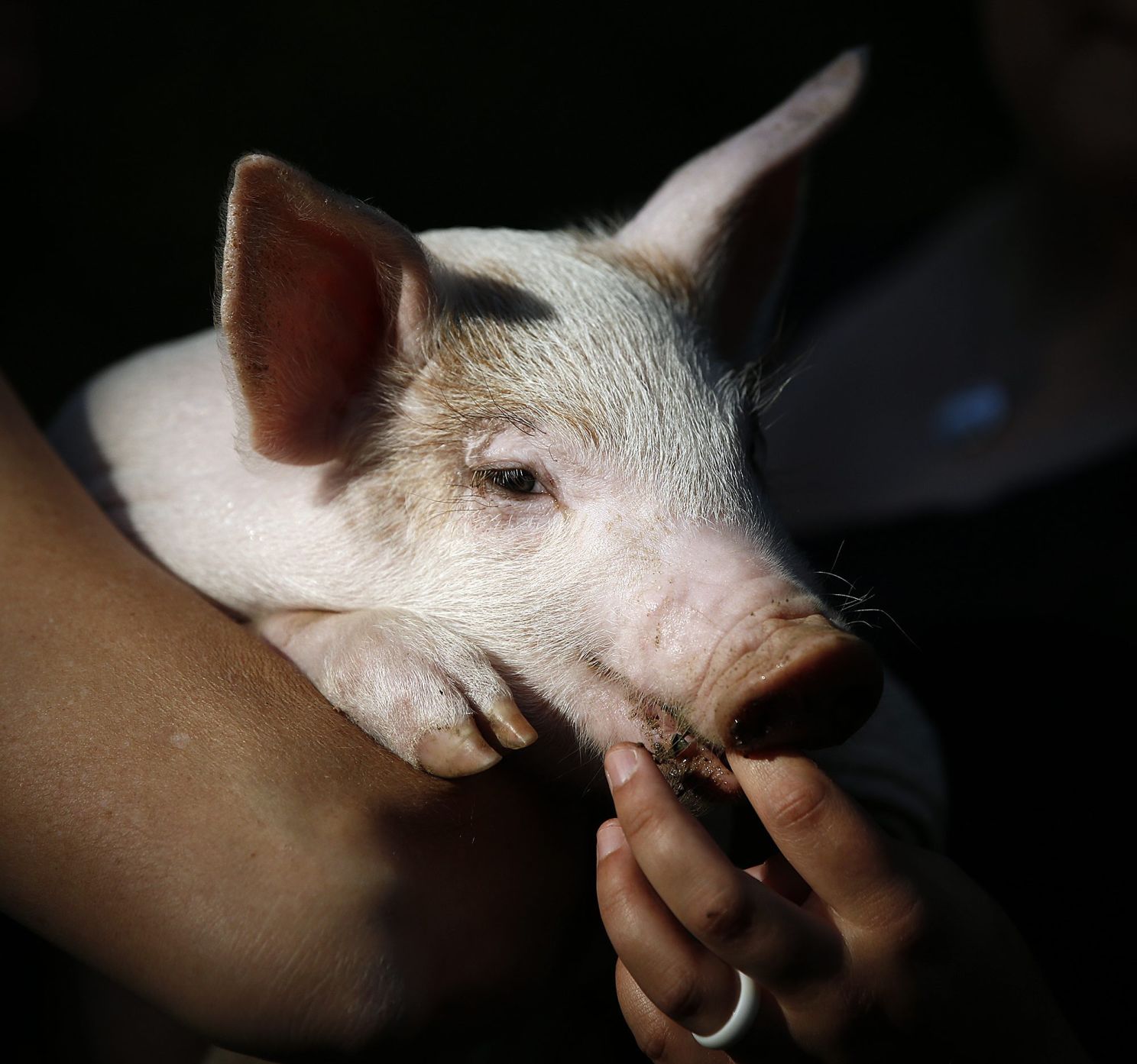 Enzo Runaway Piglet